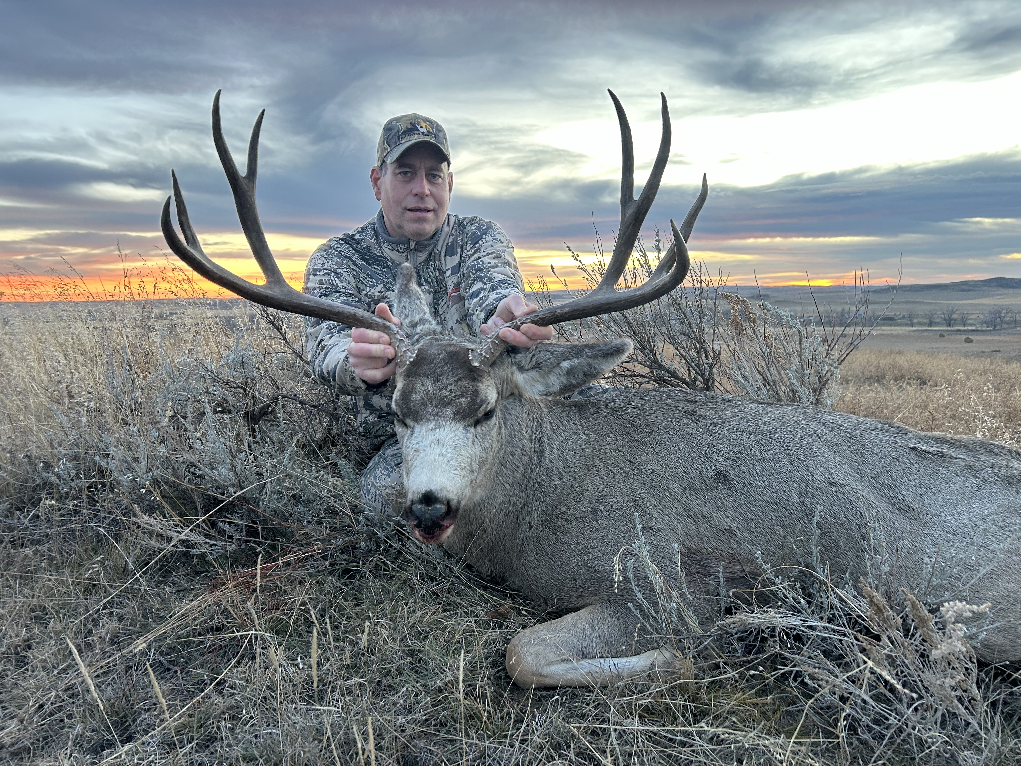 Jim Firminhac - Mule Deer