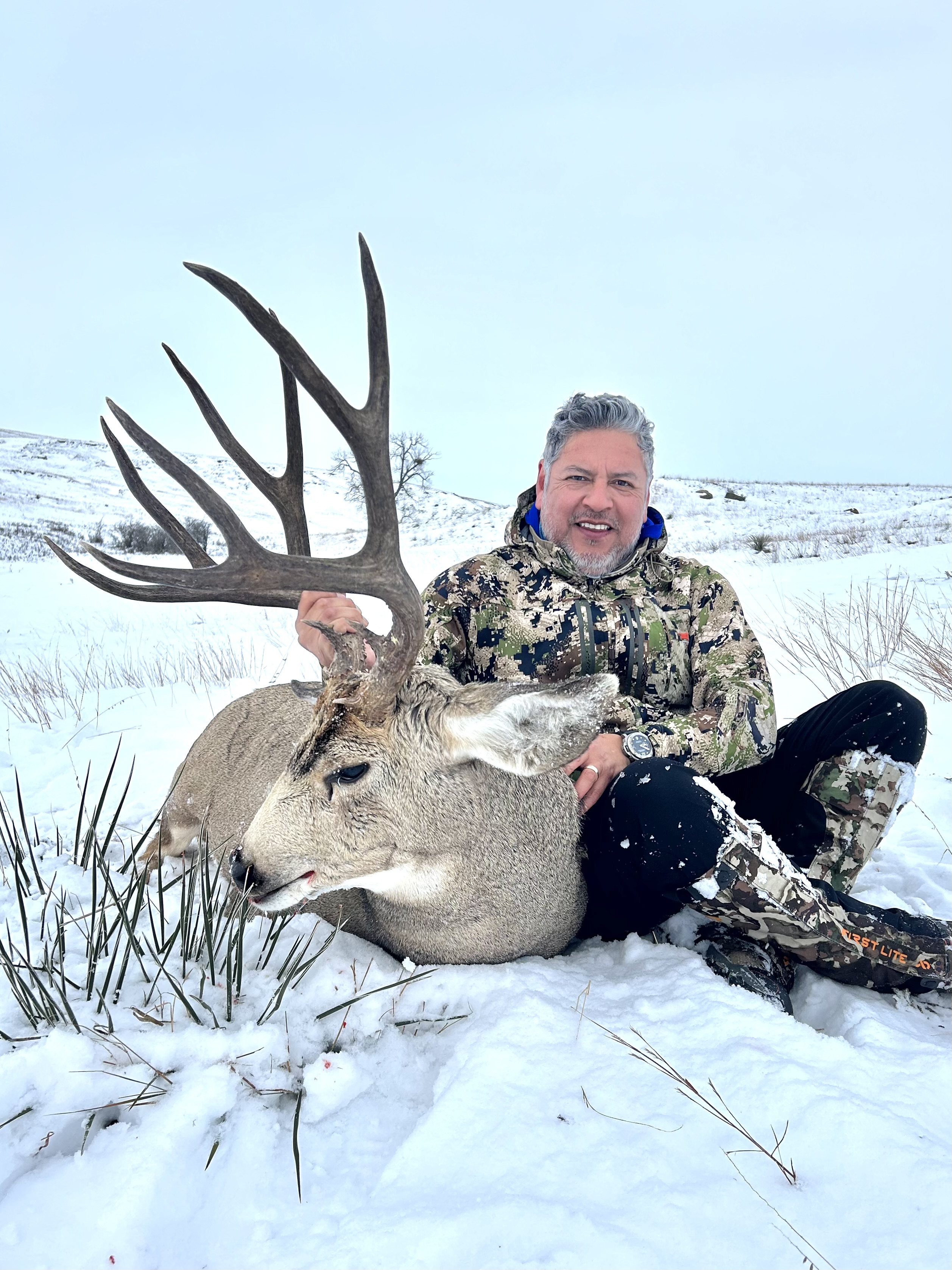 Mule Deer