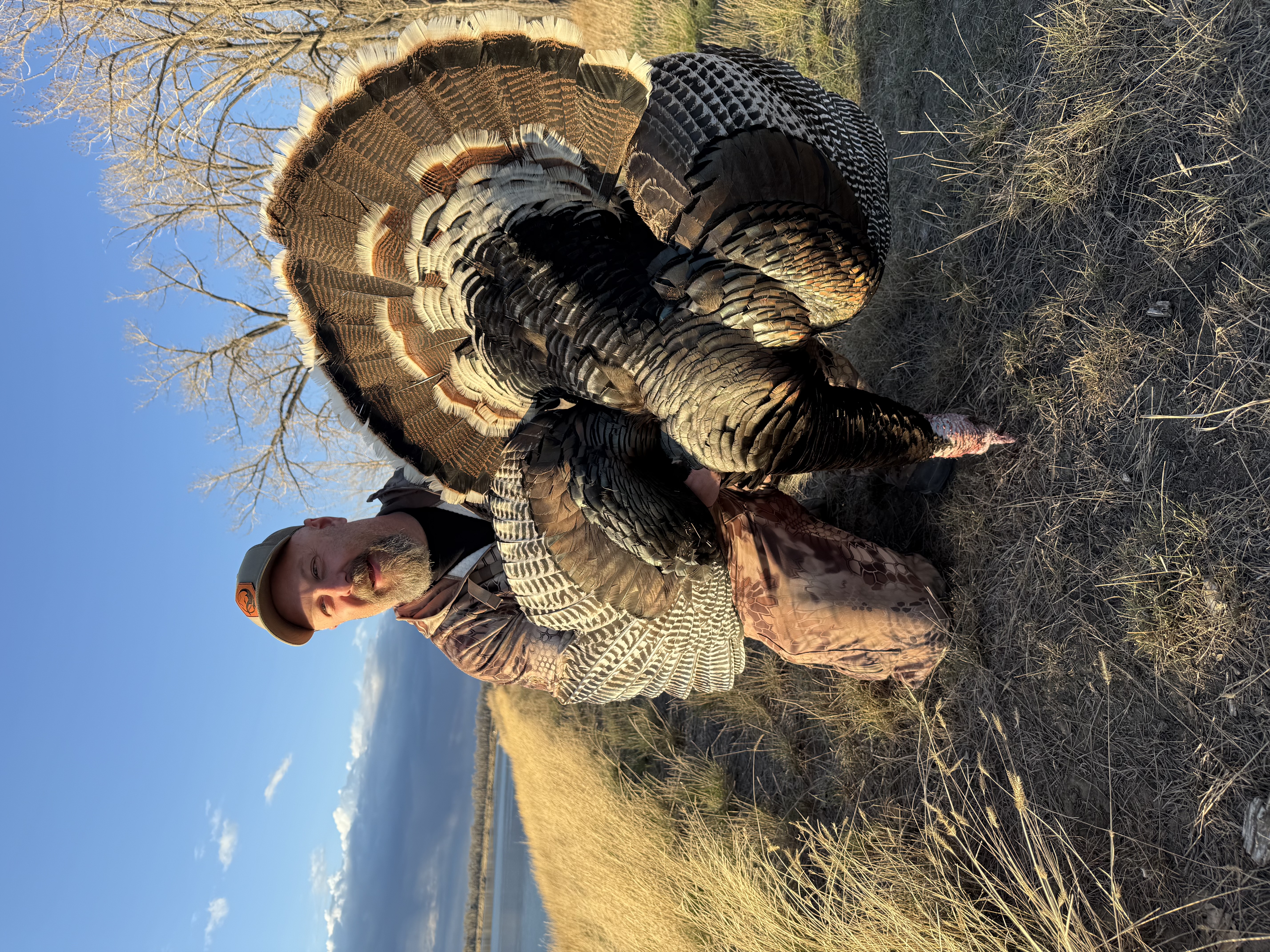 Merriam's Turkey